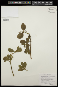 Phoradendron leucarpum subsp. tomentosum image