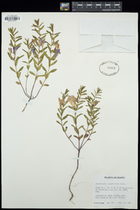 Scutellaria angustifolia image