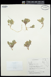 Scutellaria nana image