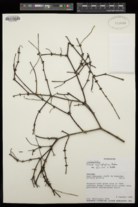 Image of Viscum myriophlebium