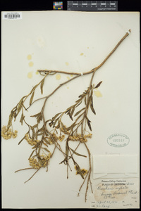 Baccharis salicifolia subsp. salicifolia image