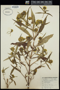 Bidens cernua image