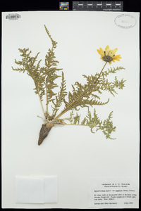 Balsamorhiza hookeri image