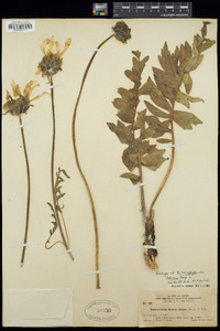 Balsamorhiza hookeri image