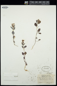 Scutellaria tuberosa image