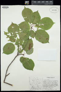 Prunus avium image