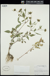 Bidens frondosa image