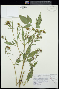 Bidens frondosa image