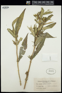 Bidens laevis image