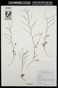 Eremothera chamaenerioides image