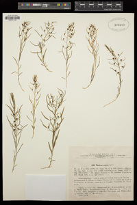 Image of Thesium repens