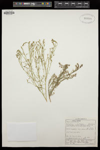 Image of Thesium gracile