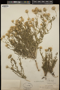 Brickellia oblongifolia var. linifolia image