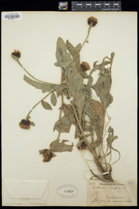 Centaurea jacea subsp. nigra image