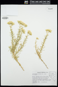 Ericameria albida image