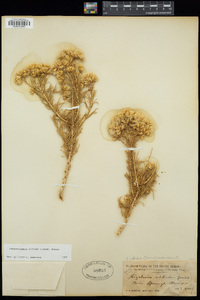 Ericameria albida image