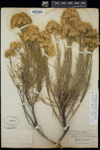 Ericameria nauseosa var. speciosa image