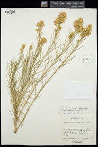 Ericameria nauseosa var. ceruminosa image