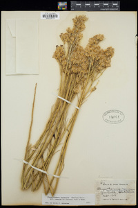 Ericameria nauseosa var. oreophila image