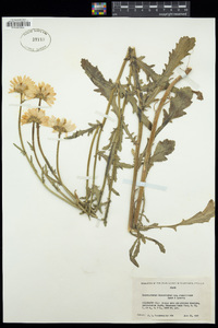 Leucanthemum vulgare image