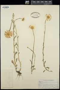 Leucanthemum vulgare image