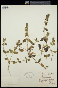 Stachys arvensis image