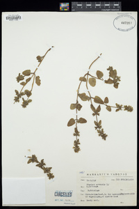 Stachys arvensis image