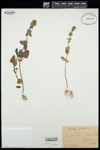 Stachys arvensis image