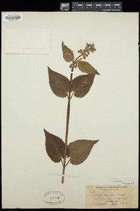 Stachys mexicana image