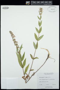 Stachys pilosa image