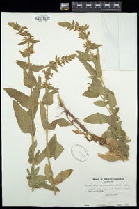 Stachys pilosa image