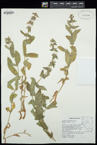 Stachys pilosa image