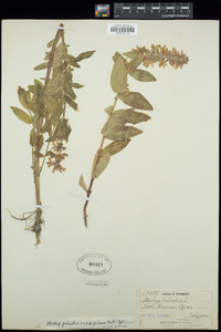 Stachys pilosa image