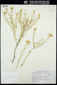 Ericameria nauseosa var. hololeuca image