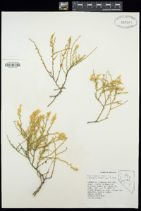 Ericameria parryi image