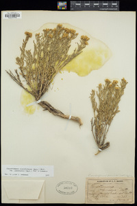 Chrysothamnus viscidiflorus subsp. lanceolatus image