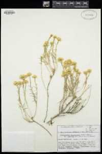 Chrysothamnus viscidiflorus subsp. puberulus image