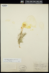 Chrysothamnus viscidiflorus subsp. viscidiflorus image