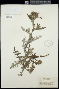 Image of Cirsium americanum