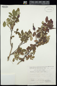 Rosa acicularis image