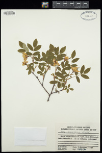 Rosa acicularis image