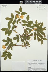 Rosa acicularis image