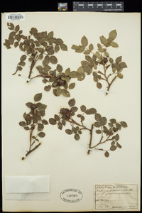 Rosa canina image