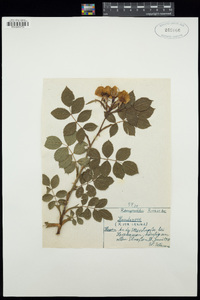 Rosa canina image