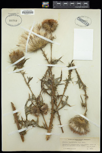 Cirsium vulgare image