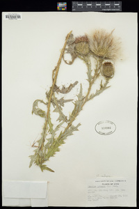 Cirsium vulgare image