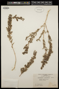 Trichostema lanceolatum image