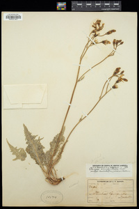 Crepis occidentalis subsp. costata image