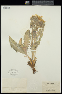 Crepis occidentalis image