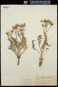 Crepis occidentalis image